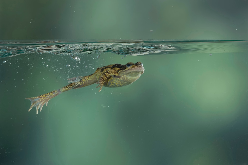 Frosch, der im Wasser schwimmt