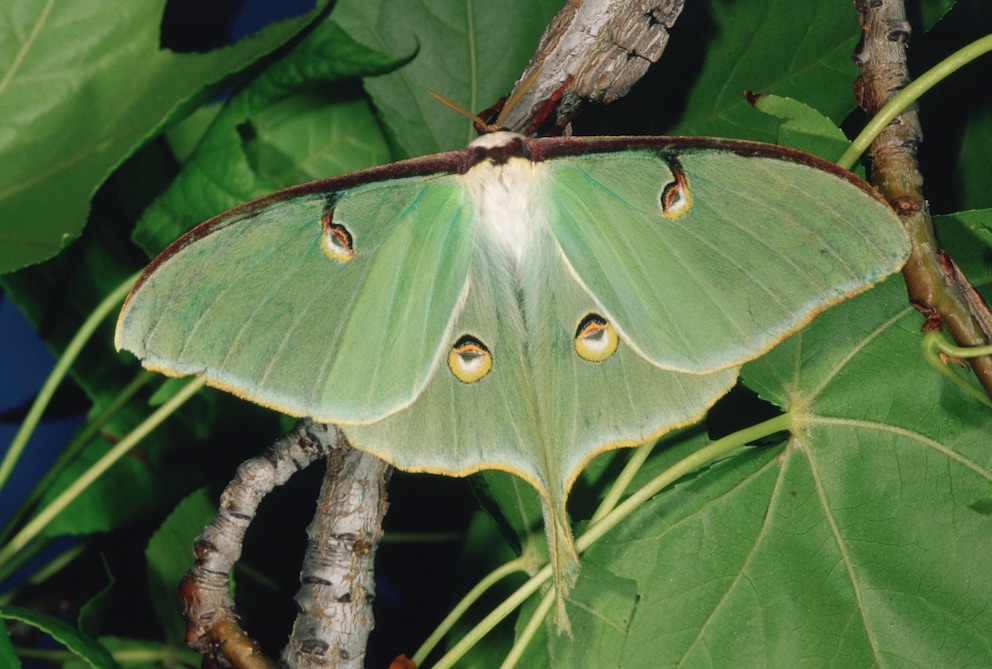 Actias luna – erwachsener Falter auf Ast sitzend