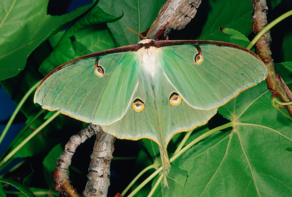 Actias luna – erwachsener Falter auf Ast sitzend