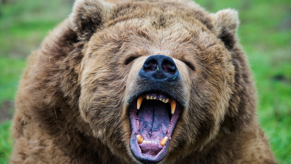 Nachdem der bekannte Tierfilmer Andreas Kieling in den Karpaten von einem Bären angegriffen wurde, hat er nun erstmals über den Angriff des Bären gesprochen. (Symbolbild)