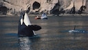 Demolieren Killerwale wirklich Segelboote aus Langeweile?