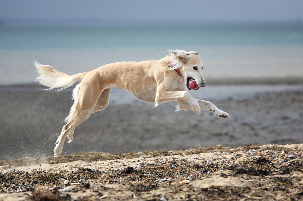 Ein Saluki spielt am Strand