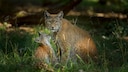 Ein Luchs-Weibchen steht mit einem ihrer Jungen auf einer Lichtung.