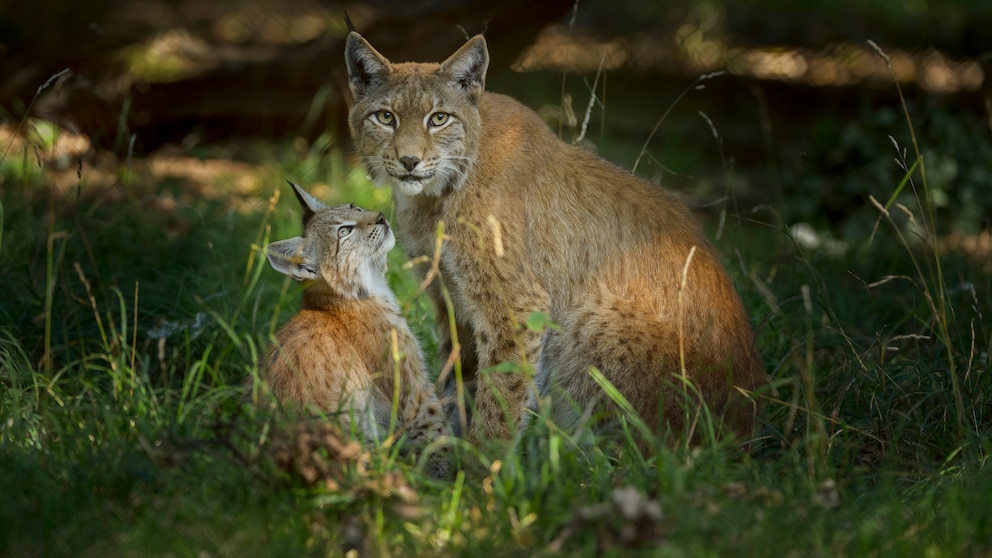 Ein Luchs-Weibchen steht mit einem ihrer Jungen auf einer Lichtung.