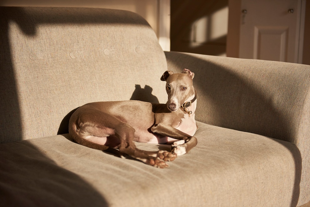 Freie Bahn am Strand: Whippets sind verspielt, freundlich und sehr flink