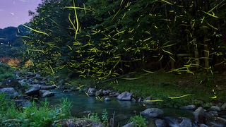 Glühwürmchen übe einem Fluss