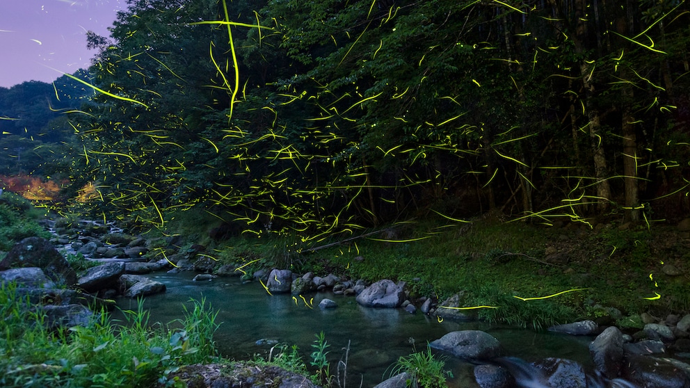 Glühwürmchen übe einem Fluss