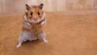 Fühlt sich ein Hamster bedroht, stellt er sich auf und hebt die Vorderpfoten, um sich zu verteidigen.