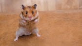 Fühlt sich ein Hamster bedroht, stellt er sich auf und hebt die Vorderpfoten, um sich zu verteidigen. 