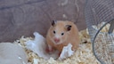 Syrischer Hamster sitzt im Gehege und blickt m&uuml;rrisch in die Kamera