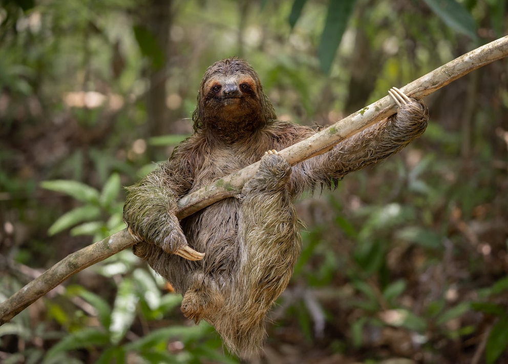 Ein Faultier in Costa Rica, das so aussieht, als wäre es in einem früheren Leben ein Gitarrist gewesen.