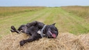 Eine französische Bulldogge liegt völlig erschöpft auf einem Strohballen