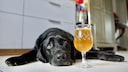 Hund liegt auf dem K&uuml;chenboden, neben ihm steht ein Bierglas