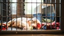 Australian Shepherd Welpe in einer Box