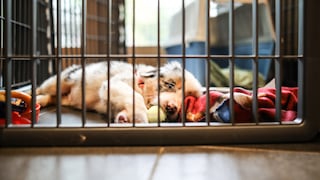 Australian Shepherd Welpe in einer Box