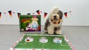 Oscar, das Fu&szlig;ball-Orakel vor dem Tipp-Spielfeld