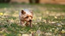 Yorkshire Terrier auf einer Wiese im Garten
