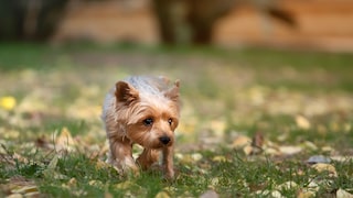 Yorkshire Terrier auf einer Wiese im Garten