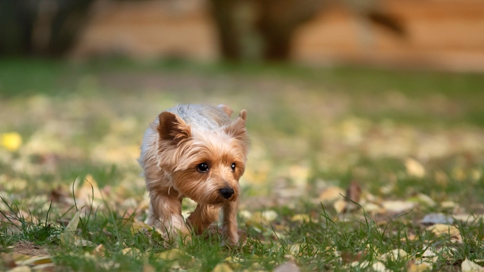 Yorkshire Terrier auf einer Wiese im Garten