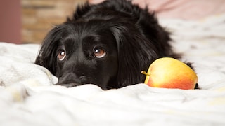 Hund liegt neben einem Apfel