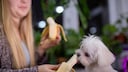 Hund isst Banane