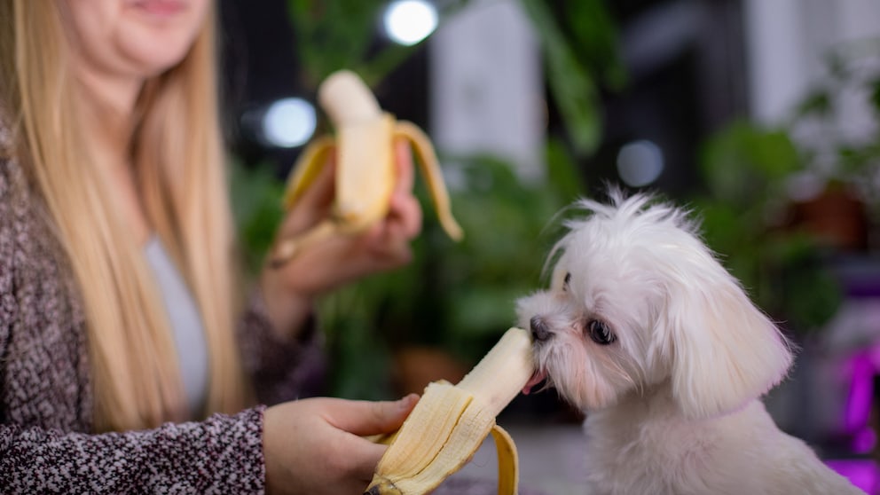 Hund isst Banane