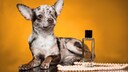 Chihuahua mit Merle-Färbung sitzt neben Perlenkette und Parfumflasche