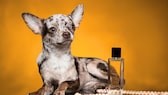 Chihuahua mit Merle-Färbung sitzt neben Perlenkette und Parfumflasche