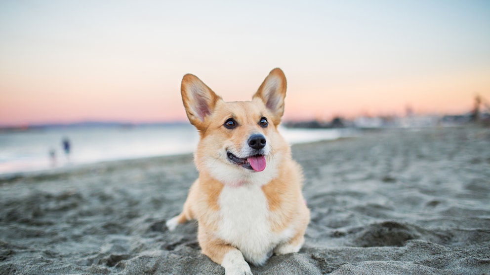 Ein Corgi liegt glücklich an einem Hundestrand