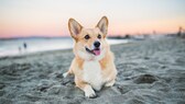 Ein Corgi liegt glücklich an einem Hundestrand