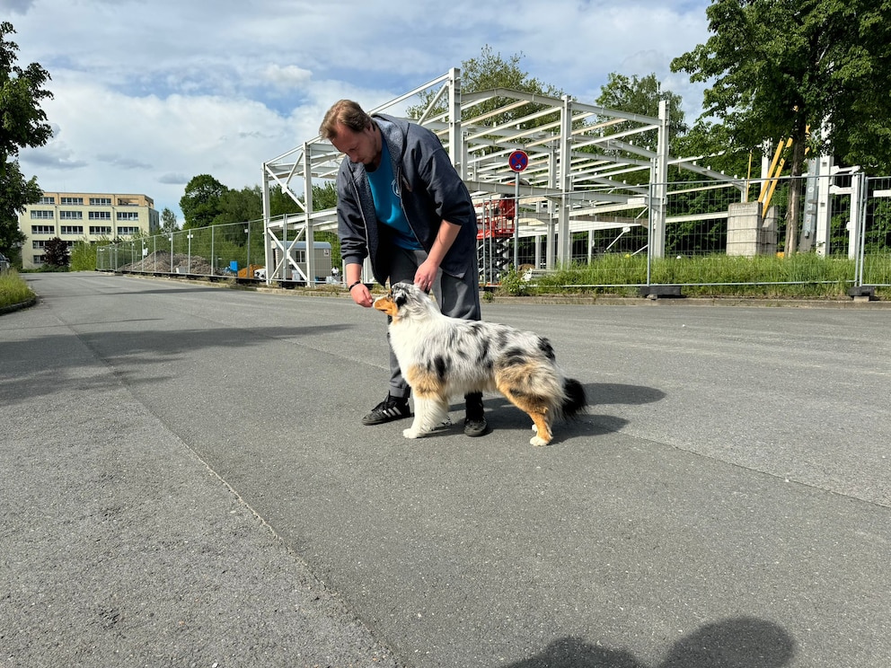 Showtrainer Marc Naffien trainiert seit Jahren Hunde für Rasse-Ausstellungen. Hier arbeitet er mit Rüde Elvis – hat er das Zeug zum Schaulaufen?