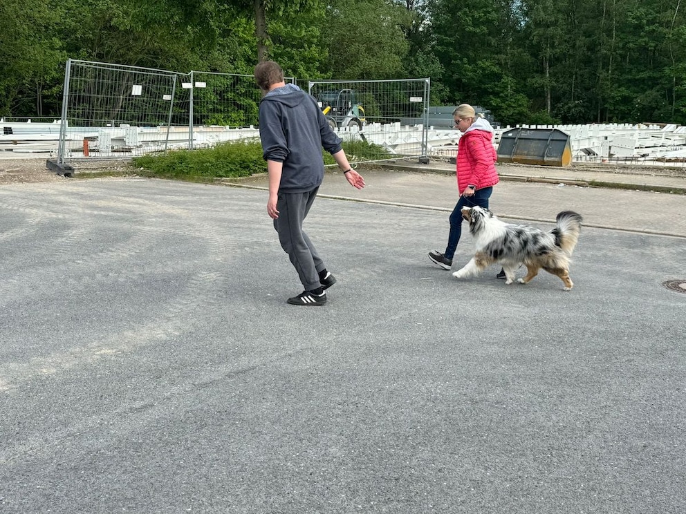 Showtrainer Marc Naffien beim Ringtraining mit Australien-Shepherd-Rüden Elvis