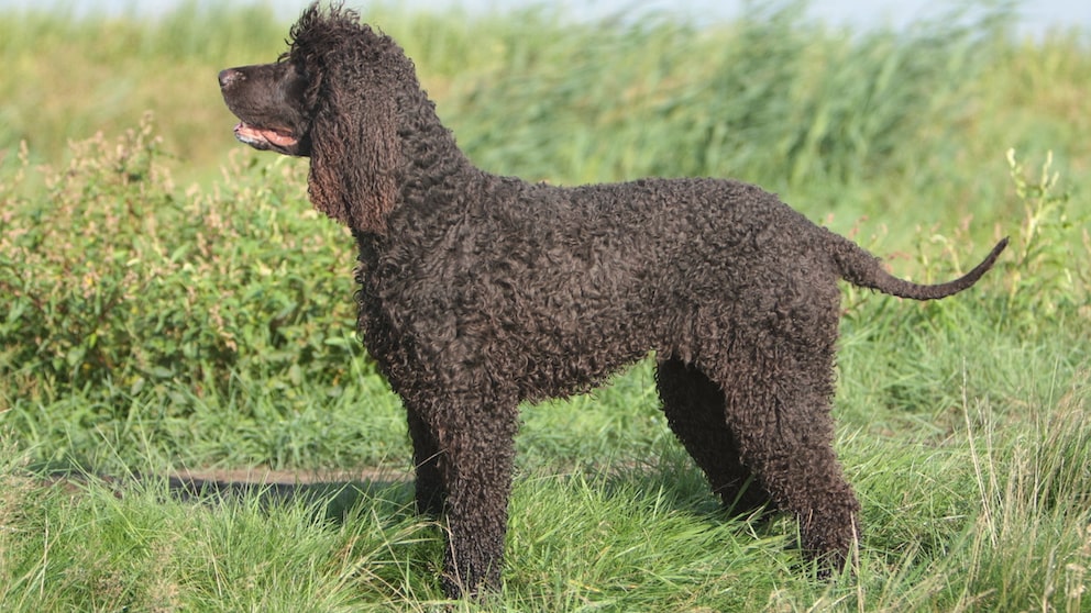 Irish Water Spaniel