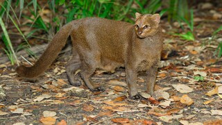 Ein Jaguarundi im Regenwald