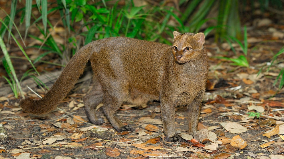 Ein Jaguarundi im Regenwald
