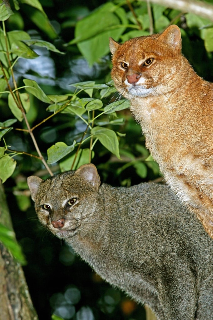 Two differently colored jaguarundi sitting together on a branch