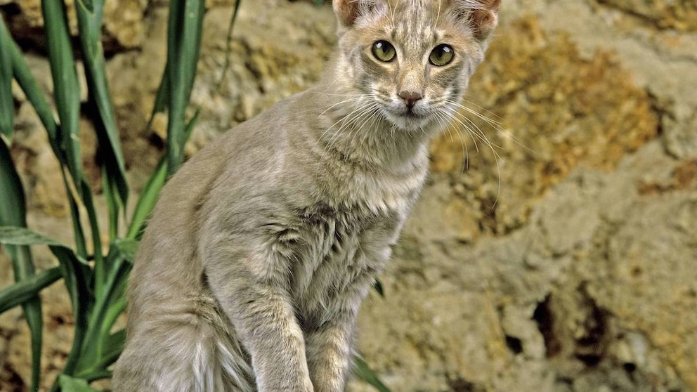 Eine Javanese-Katze vor einem braunen Hintergrund