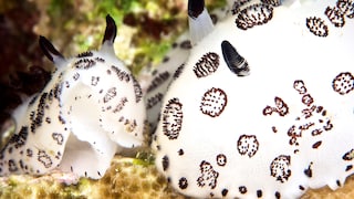 Eine kleine und eine große Seeschnecke der Art Jorunna, die von der Optik her an Hasen erinnern