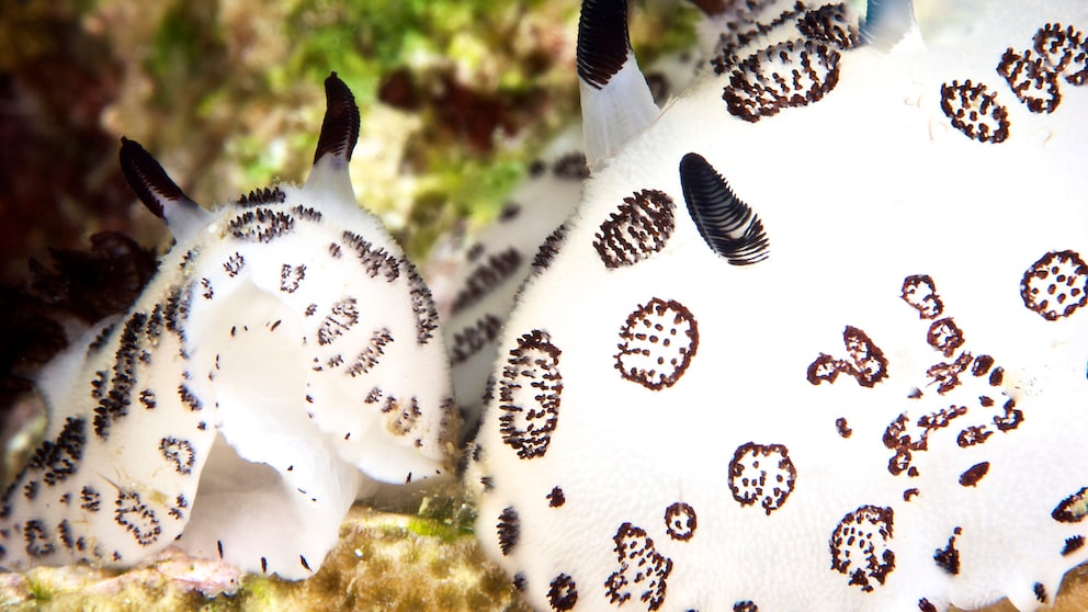 Eine kleine und eine große Seeschnecke der Art Jorunna, die von der Optik her an Hasen erinnern