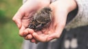 Junger Spatz in Händen
