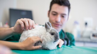 Junge beim Tierarzt mit seinem Kaninchen