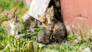 Gruppe streunender Katzen