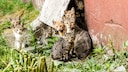 Gruppe streunender Katzen