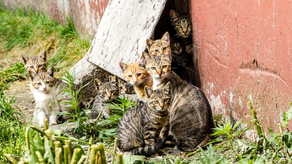 Gruppe streunender Katzen