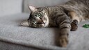 Katze hat Arthrose und liegt daher vermehrt.