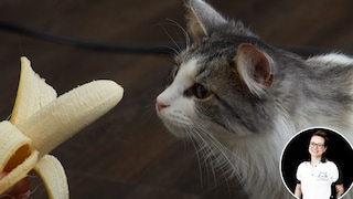 Katze Banane essen