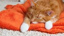 Katze Giardien