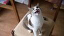 Eine Katze sitzt miauend auf einem Stuhl