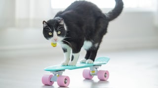 Katze Skateboard fahren