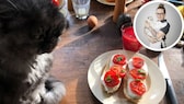 Collage aus einer Katze, die auf dem Tisch nehmen einem Tomatenbrot liegt und einem Bild von Veronika Wegner, Expertin für Katzen.